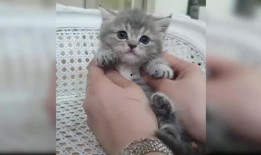 猫咪的视频,视频捕捉的可爱瞬间回顾